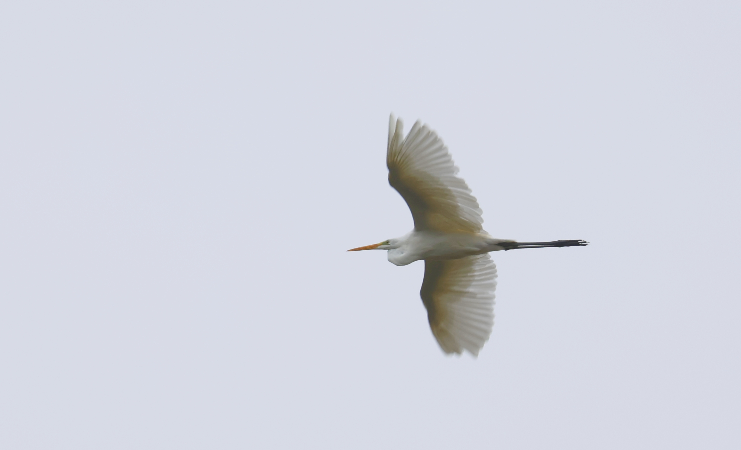 Grote zilverreiger (Texel). Foto van Gerda van der Meer.